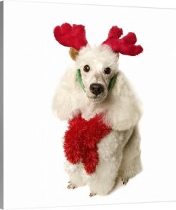 "White poodle wearing red Christmas antlers and red scarf" Wrapped Canvas Art...