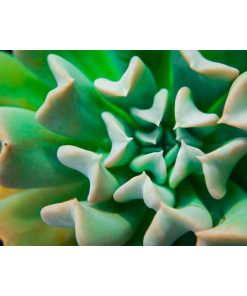 "Succulent" Nature Photography, Botanical Unframed Wall Art Print, 20"x30"