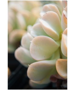 "Succulent 4" Nature Photography, Botanical Unframed Wall Art Print, 20"x24"
