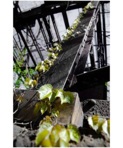 "Nature Taking Over" Nature Photo, Botanical Unframed Wall Art Print, 20"x24"