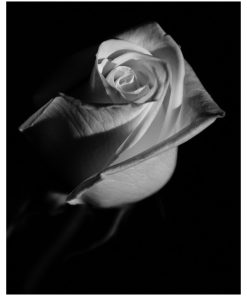 "Rose on Black" Nature Photography, Floral Unframed Wall Art Print, 20"x24"