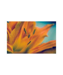 "Mystical Tiger Lily" Nature Photography, Floral Unframed Wall Art Print, 20"x24