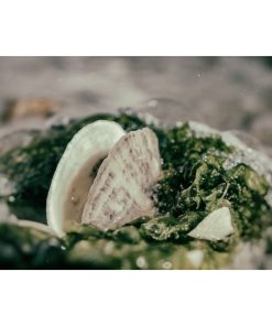 "Seaweed and Shells" Nature Photography, Coastal Unframed Wall Art Print, 20"x24