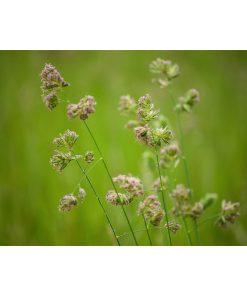 "Softened Fields" Nature Photography, Floral Unframed Wall Art Print, 20"x24"
