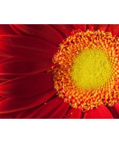"Nature's Beauty" Nature Photography, Floral Unframed Wall Art Print, 20"x30"