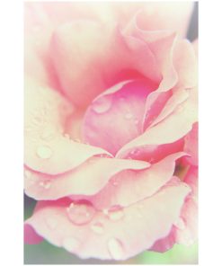 "Softened Rose" Nature Photography, Floral Unframed Wall Art Print, 20"x24"