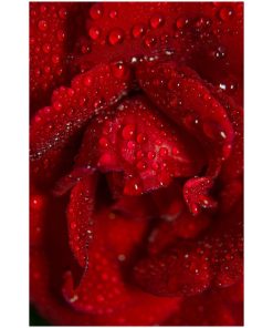 "Royal Red Rose" Nature Photography, Floral Unframed Wall Art Print, 20"x30"