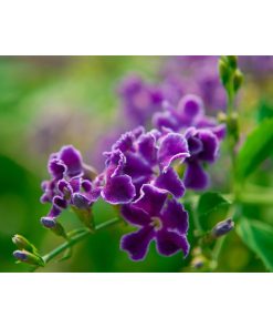 "Sky Flower" Nature Photography, Floral Unframed Wall Art Print, 20"x24"