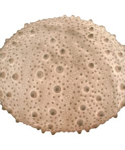 White Sea Urchin Coastal Accent Lamp 13 Inch
