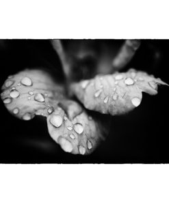 "Raindrops on Wild Rose" Black and White Floral Unframed Wall Art Print, 20"x24"