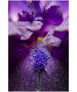 "Stigma of Iris" Nature Photography, Floral Unframed Wall Art Print, 20"x24"