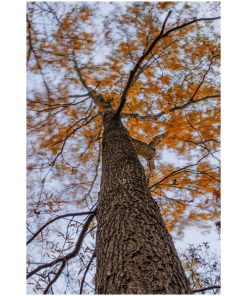"Wind in the Trees" Nature Photography, Botanical Unframed Wall Art Print, 20"x2