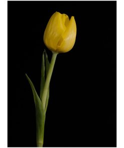 "Yellow Tulip Black Background" Nature Photo, Floral Unframed Wall Art Print, 20