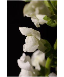 "Single Snapdragon Bloom" Nature Photo, Floral Unframed Wall Art Print, 20"x24"