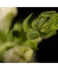 "Tip of Snapdragon" Nature Photography, Floral Unframed Wall Art Print, 20"x24"