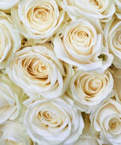 White Roses Wall Mural