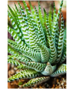 "Succulent 2" Nature Photography, Botanical Unframed Wall Art Print, 20"x30"