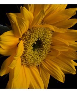 "Sunflower from Left" Nature Photography, Floral Unframed Wall Art Print, 20"x30