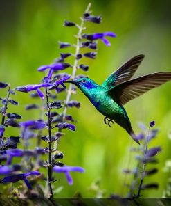 West of the Wind Outdoor Canvas 24?24?Wall Art - Hummingbird #7